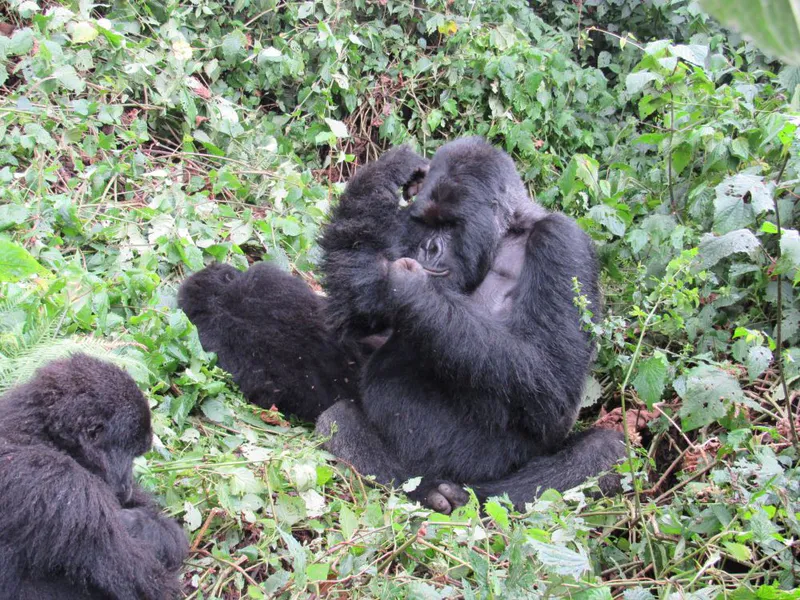 12 days best of Uganda, Rwanda and Burundi experience