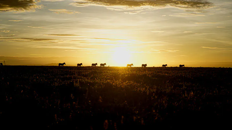 11-Day Culture-Tribe to Migration Safari: