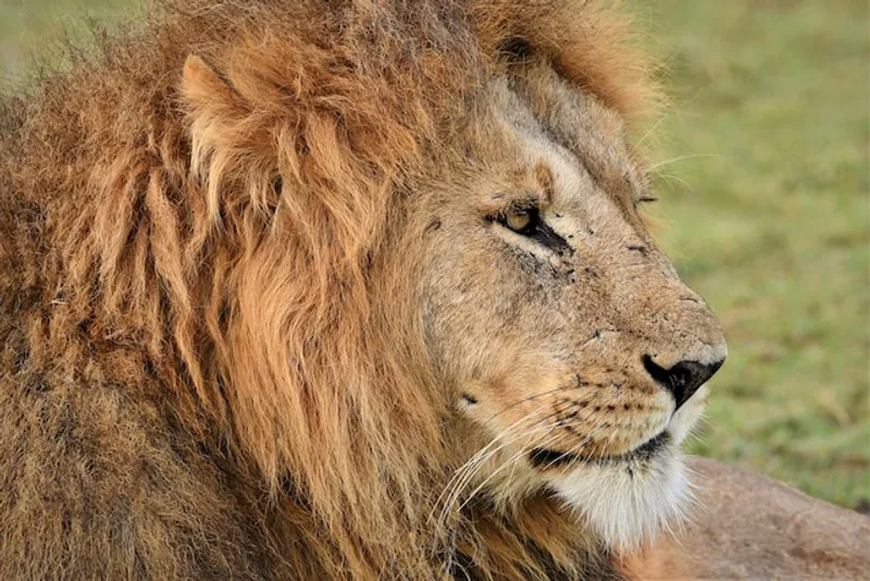 3-Day The Greatest Masai Mara Safari