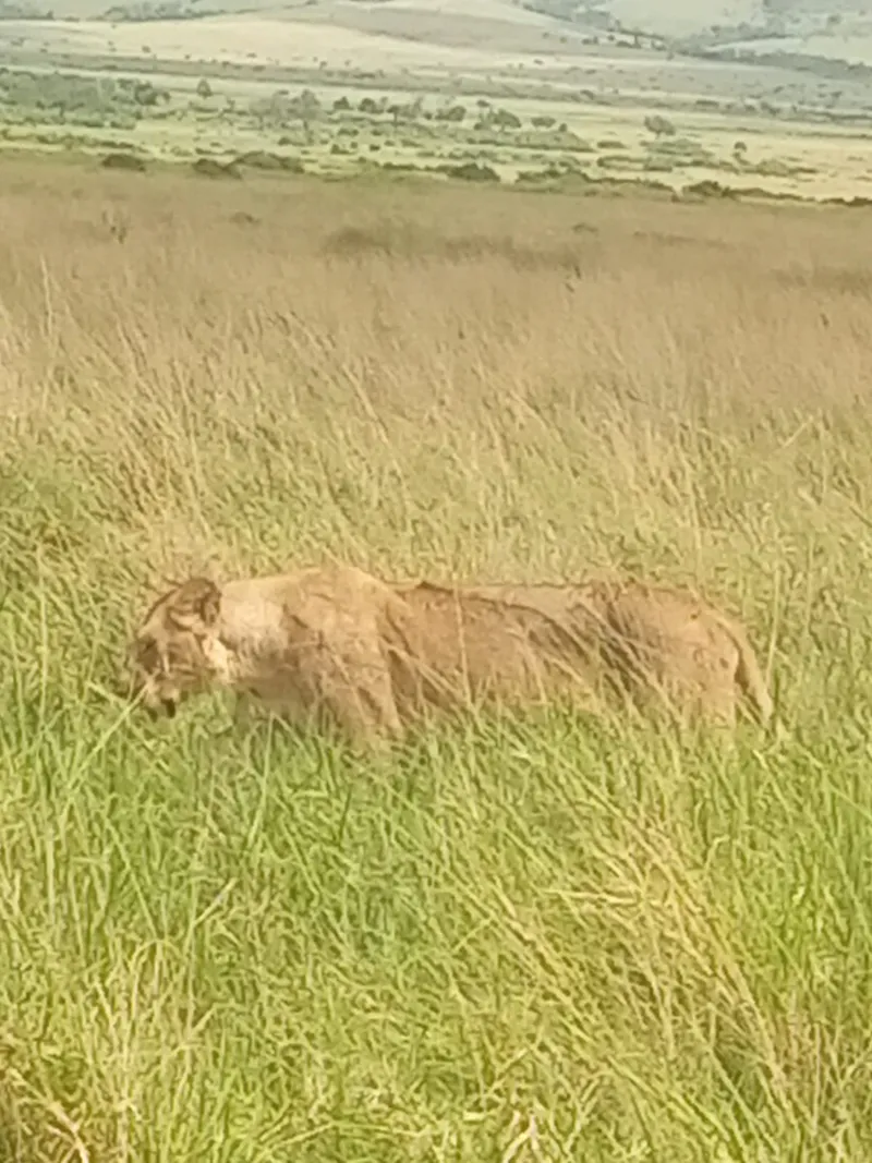 5-Day Amboseli National Park Mombasa
