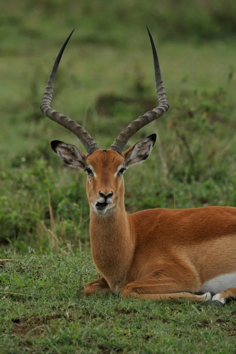 2-Day Trip from Zanzibar to Serengeti & Ngorongoro