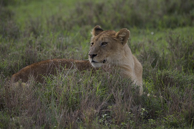 2 Day Ngorongoro Crater Safari and Adventure