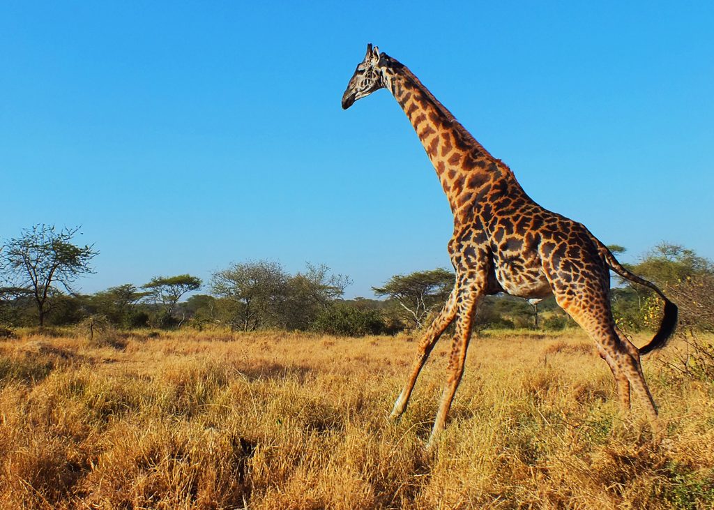 5 Days Wildlife Safari