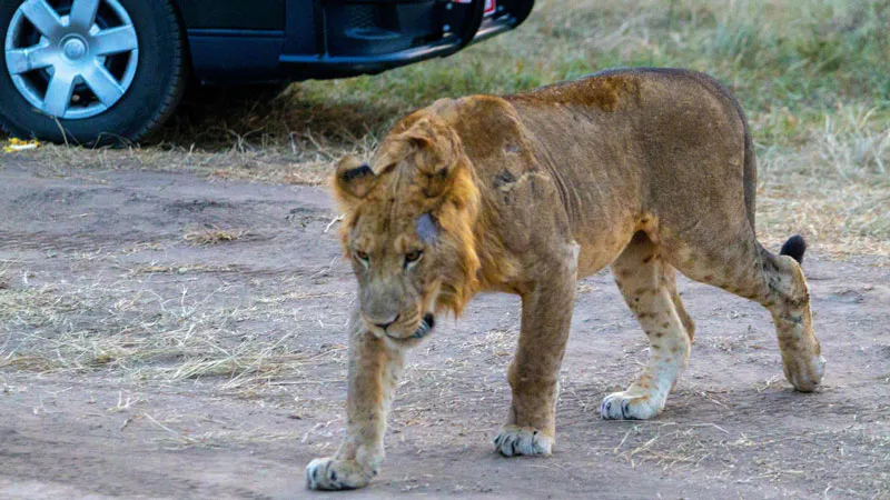 13-Day Amazing Wildlife and Primate Trekking in Uganda