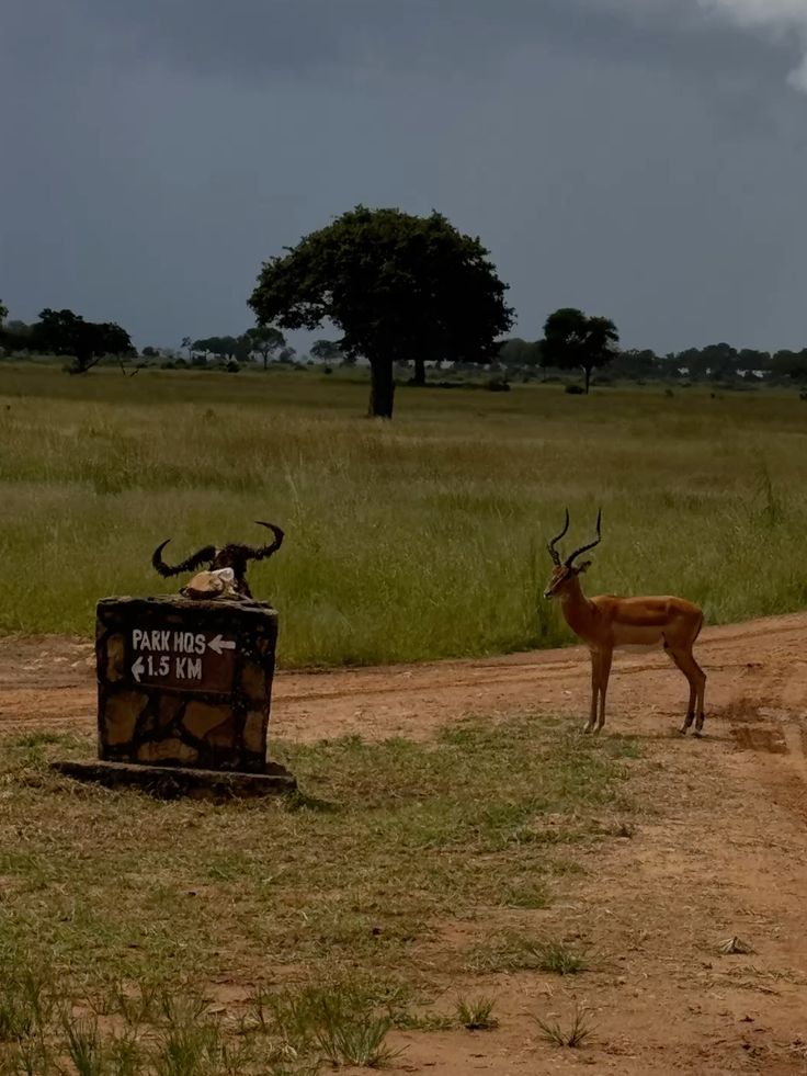 3-Day Fly in & Fly-out Safari from Zanzibar to Mikumi National Park