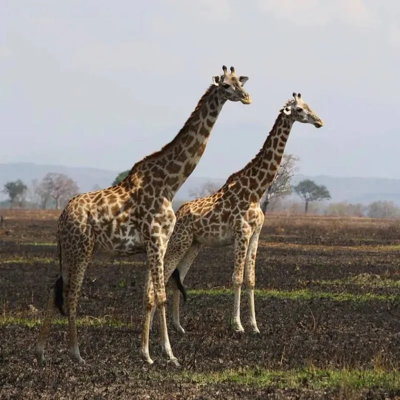 Explore the Mikumi day trip