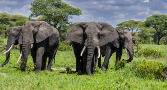 Tarangire National Park Day Trip