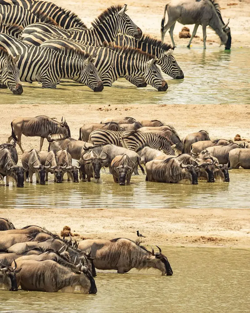 4 Day Fly In Luxury and Exclusive African Safari Experience
