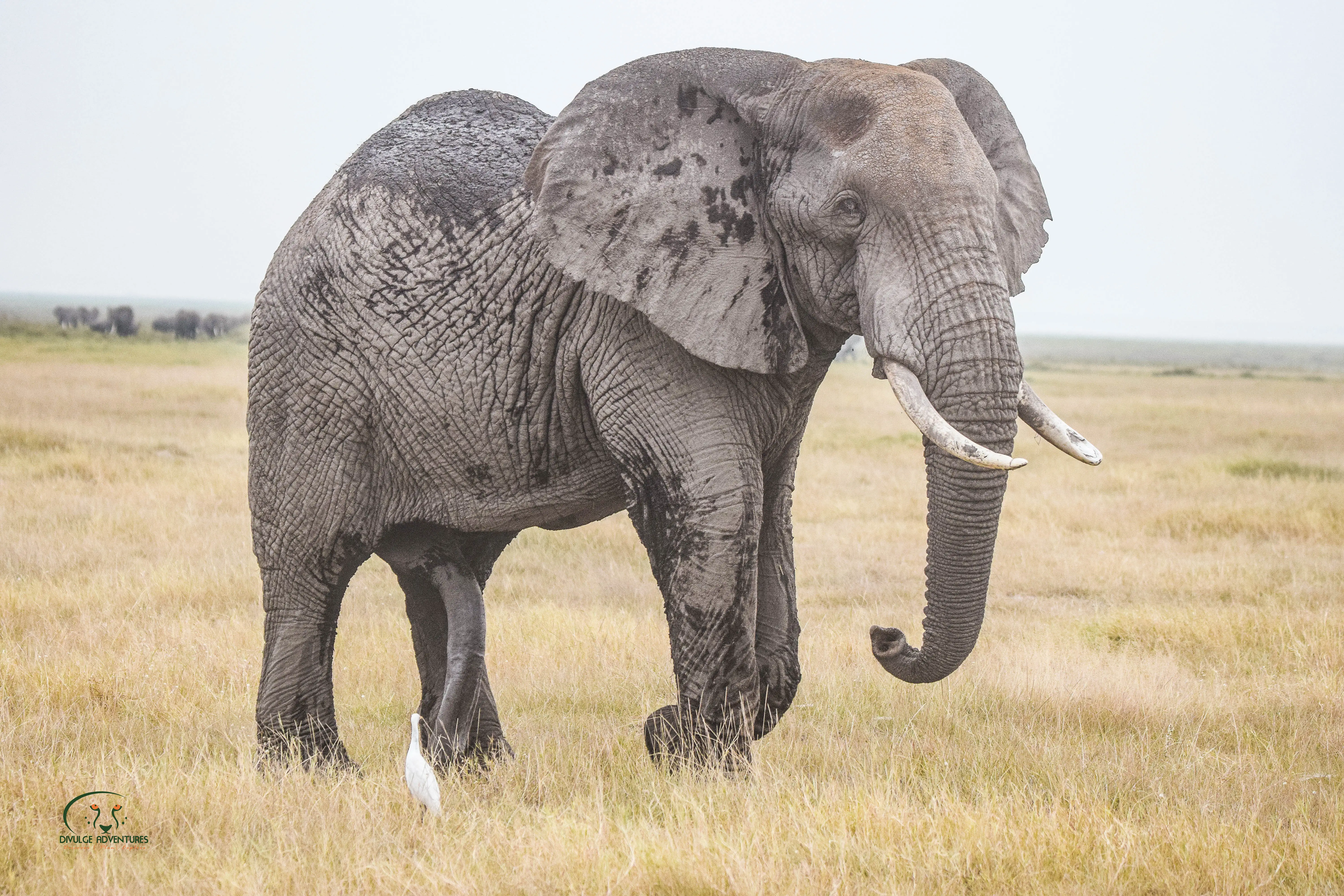 8-Day Amboseli, Naivasha, Nakuru & Masai Mara Sopa Circuit Safari