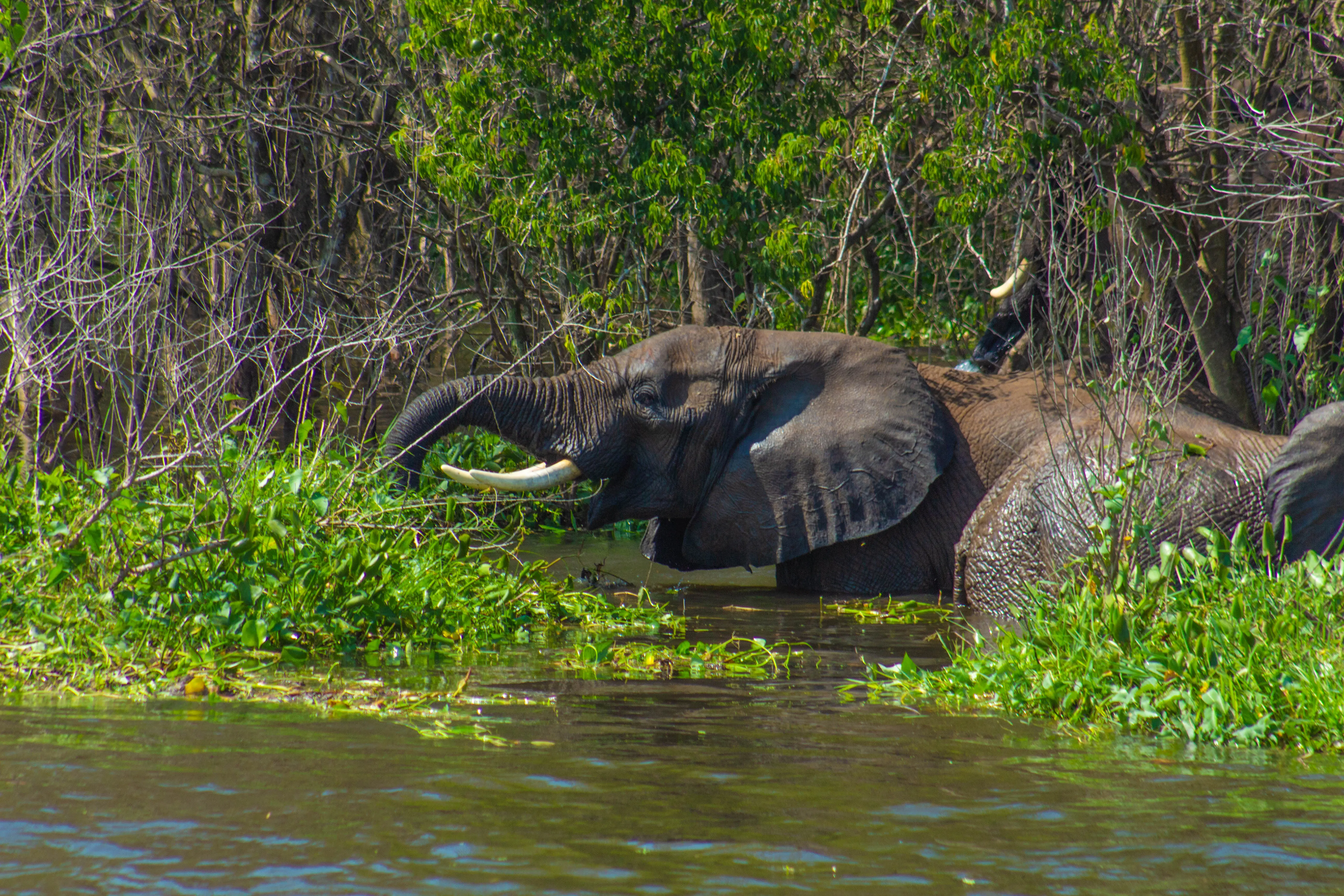 7-DAY PRIMATES AND SAFARI EXPEREINCE