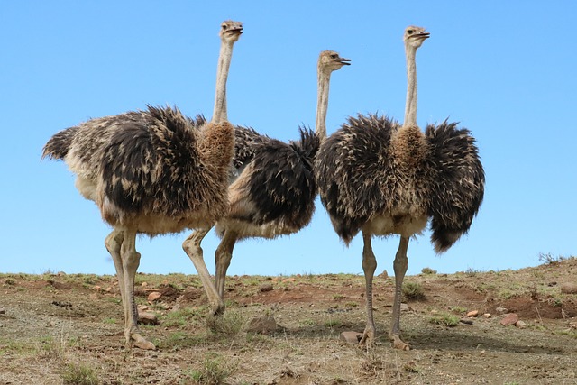 10 Day Safari & Cultural Experience in Tanzania
