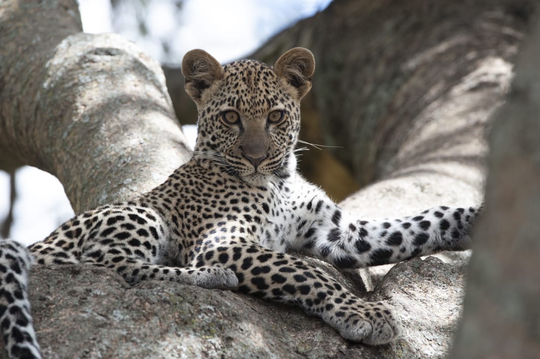 7 Days Tanzania Wildlife Safari Serengeti, Ngorongoro Crater, Tarangire & Lake Natron