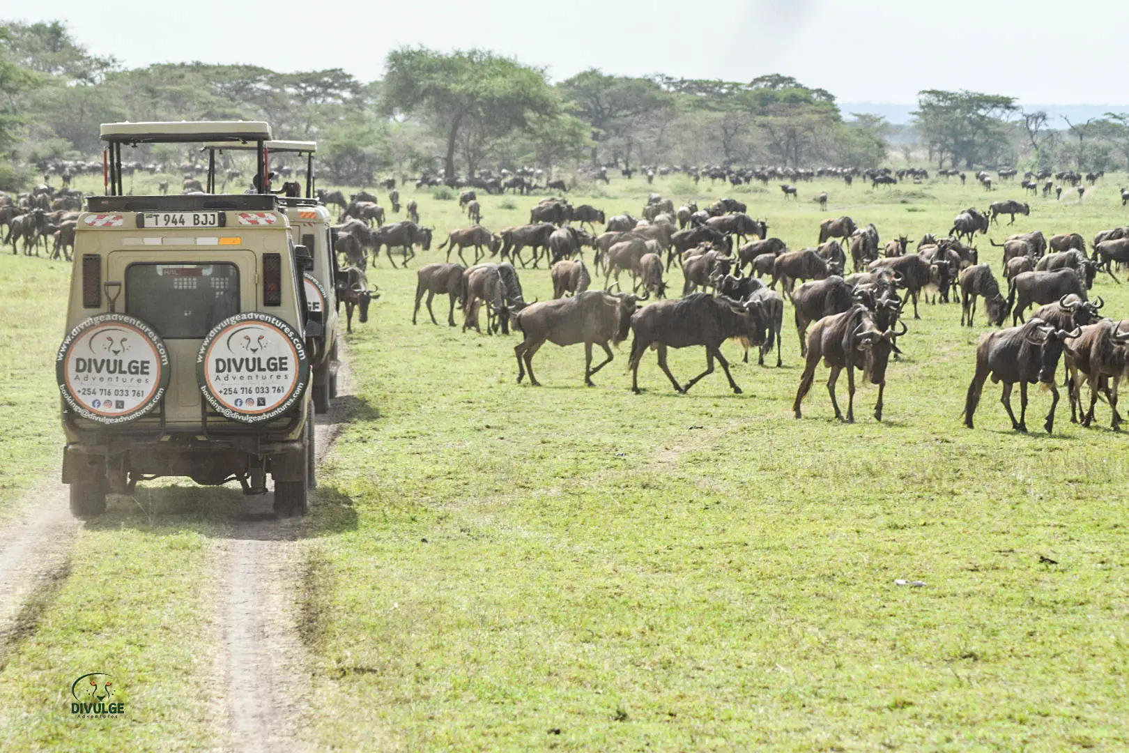 6 Day Kenya Classic Wildebeest Migration Sopa Circuit Standard Luxury Safari