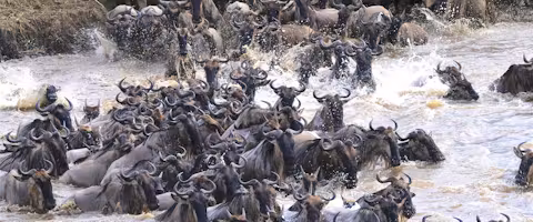 7- Day Great Wildebeest Migration - Mara River Crossing