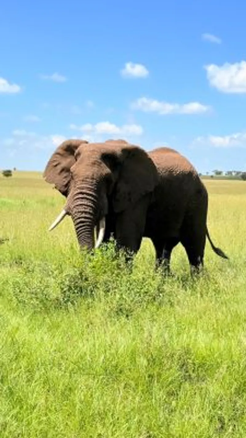 5-Days Tarangire,Serengeti, Ngorongoro and Lake Manyara