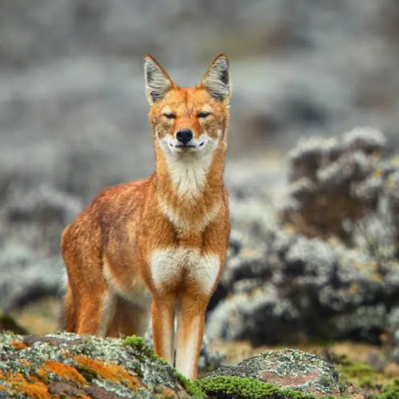 4-Day Simien Mountain Trekking and Wildlife Spotting