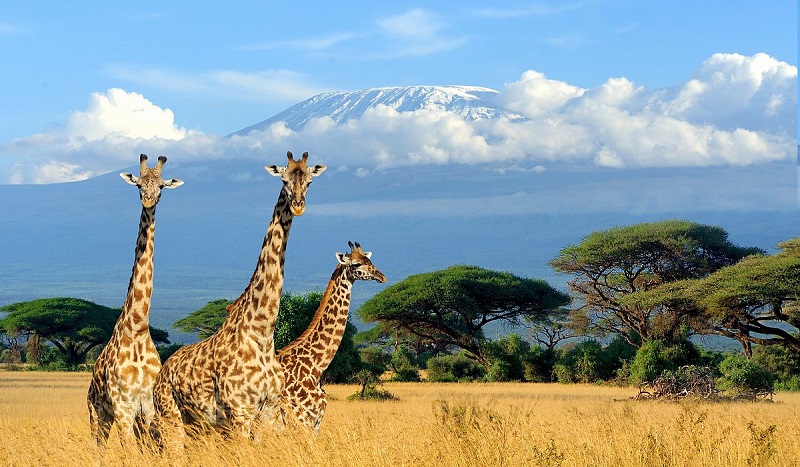 2-Day Amboseli Amazing Safari