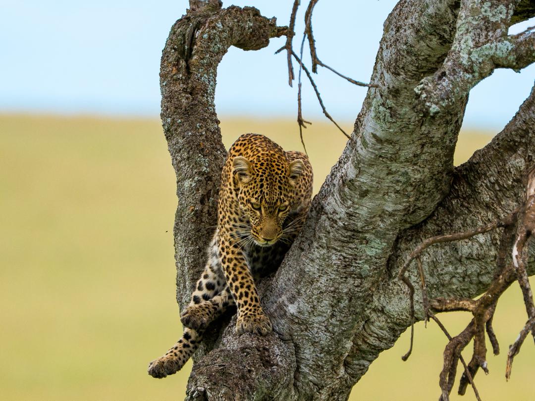 7 DAYS KENYA LODGE SAFARI - 2 ENTRIES IN MASAI MARA