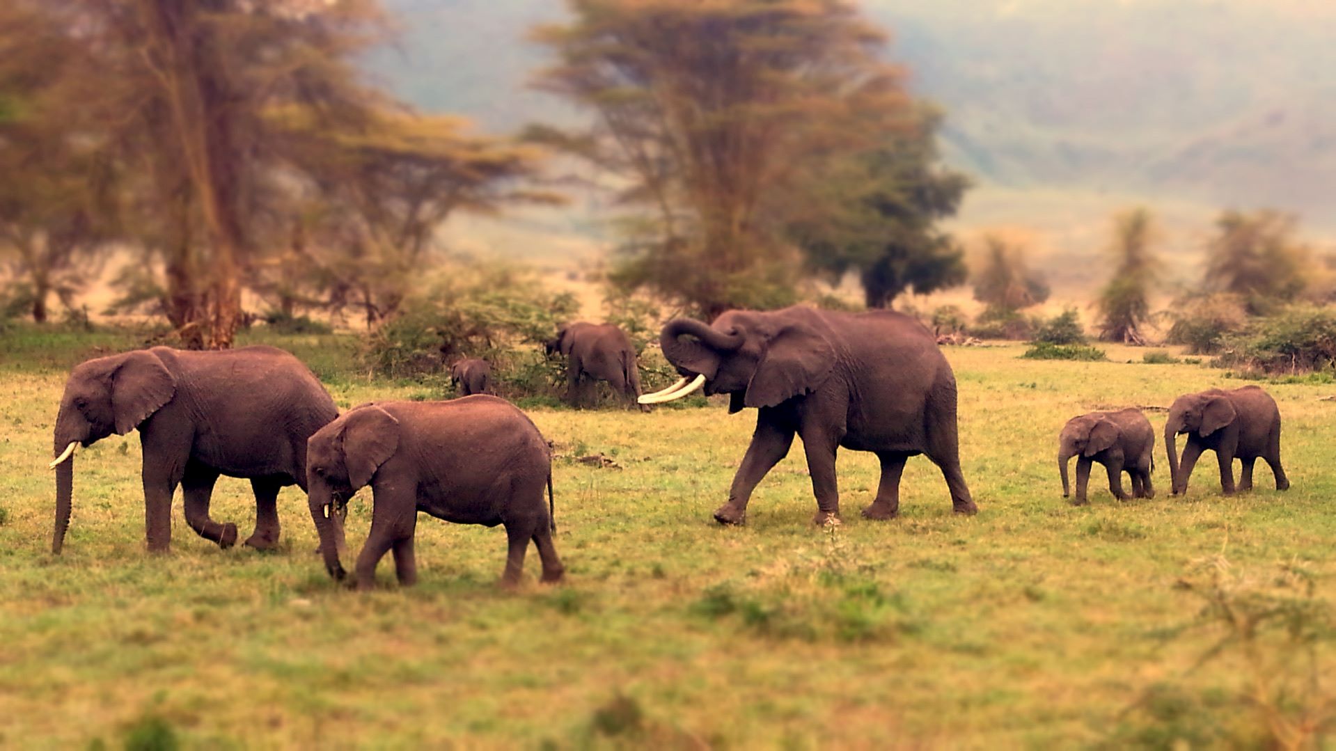 7 Days Best of Tanzania Safari