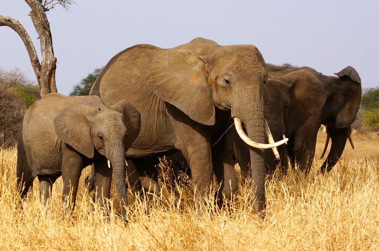 4 Day safari and Cultural Experience in Tanzania