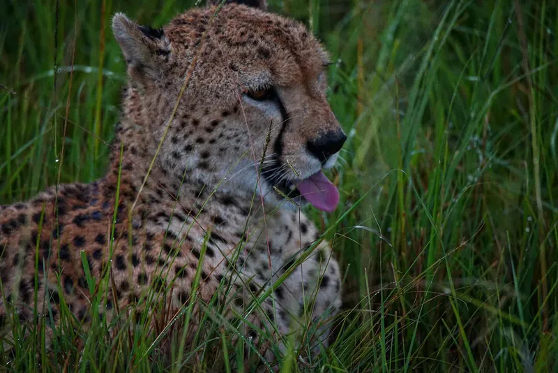 6-Days Mara Mara-Lake Nakuru-Amboseli Budget safari