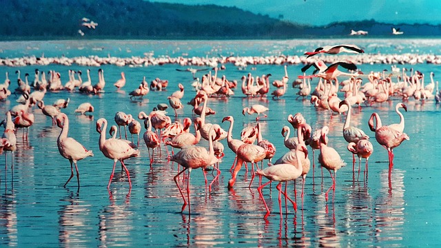 6-Day Adventurous Safari Exploring The Wonders Of Amboseli and The Great Maasai Mara