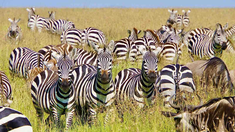 8 DAY GREAT WILDEBEEST MIGRATION SAFARI