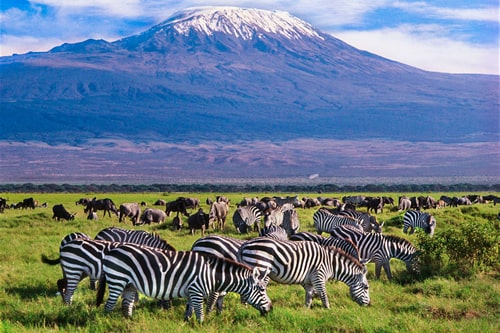 7-Days Maasai Mara ,Nakuru, naivasha and Amboseli Midrange safari.