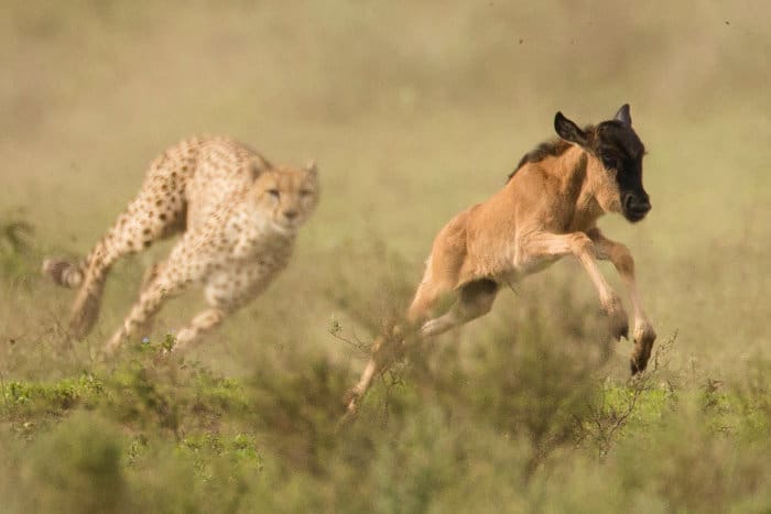 7 Days Serengeti Calving Season | Great Wildebeest Migration in Ndutu Area - Best for Chinese new year festival 2025 - East Safari Tours - Safarigo