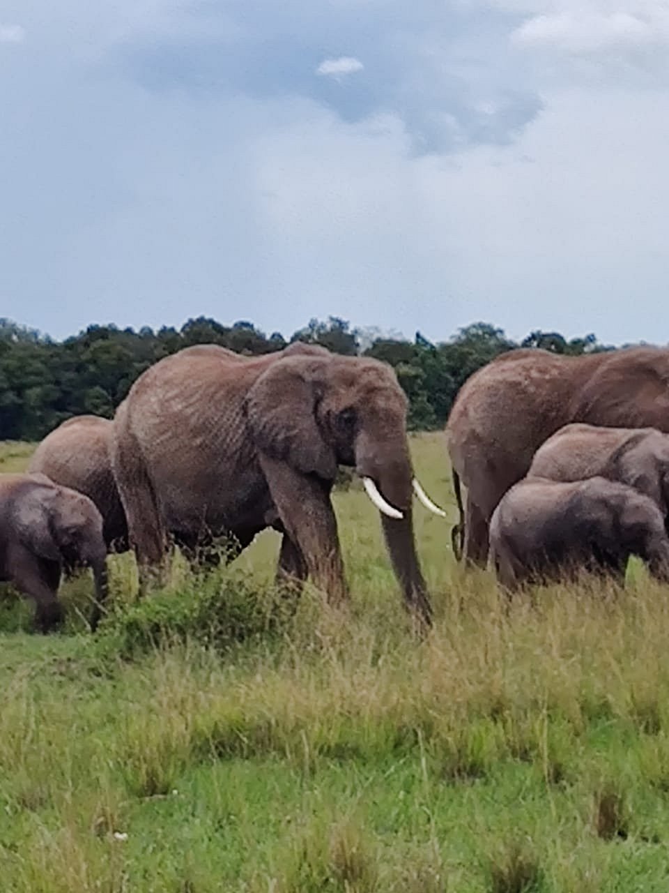9 Days Luxury Expedition Ol Pejeta- Lake Elementaita- Masai Mara - Lake Naivasha - Amboseli - Tsavo West National park