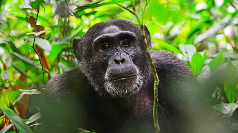 4-Day Gorilla Trekking and Kibale Chimpanzee Tour