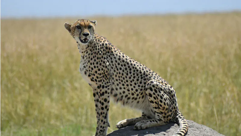 12-Day Explore Kenya in Tsavo Amboseli Maasai Mara Safari