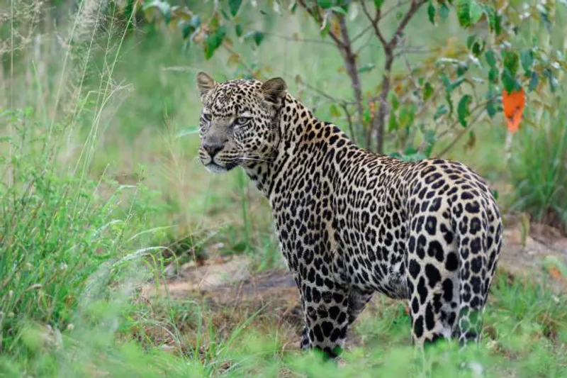 3 - Day Masai Mara National Reserve, Wildbeest Migration and Wildlife Tour