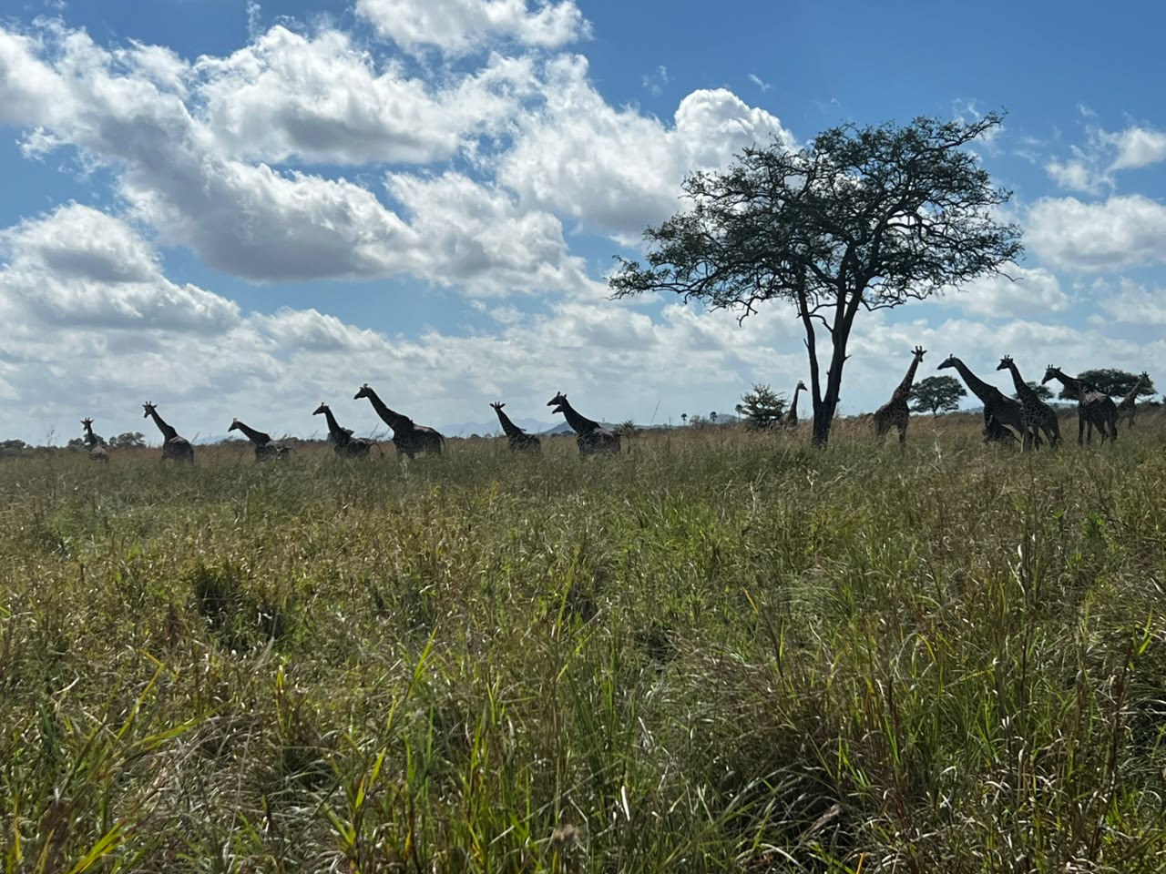 3-day Serengeti plains and Ngorongoro crater safari