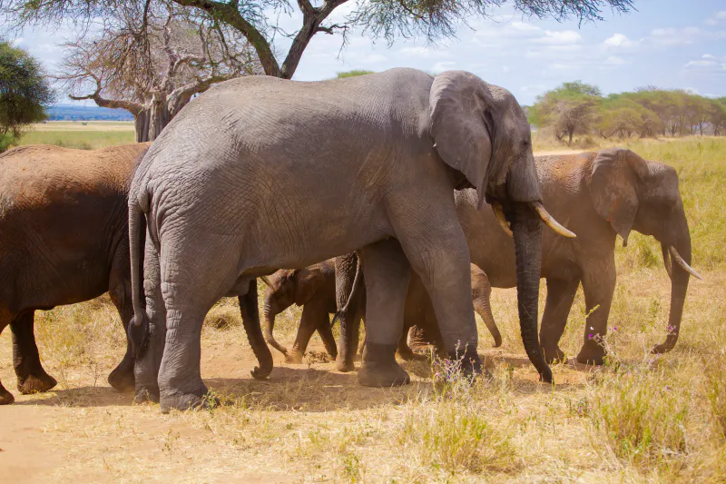 3-Day Mid-Range Safari from Zanzibar: Tarangire, Ngorongoro & Lake Manyara