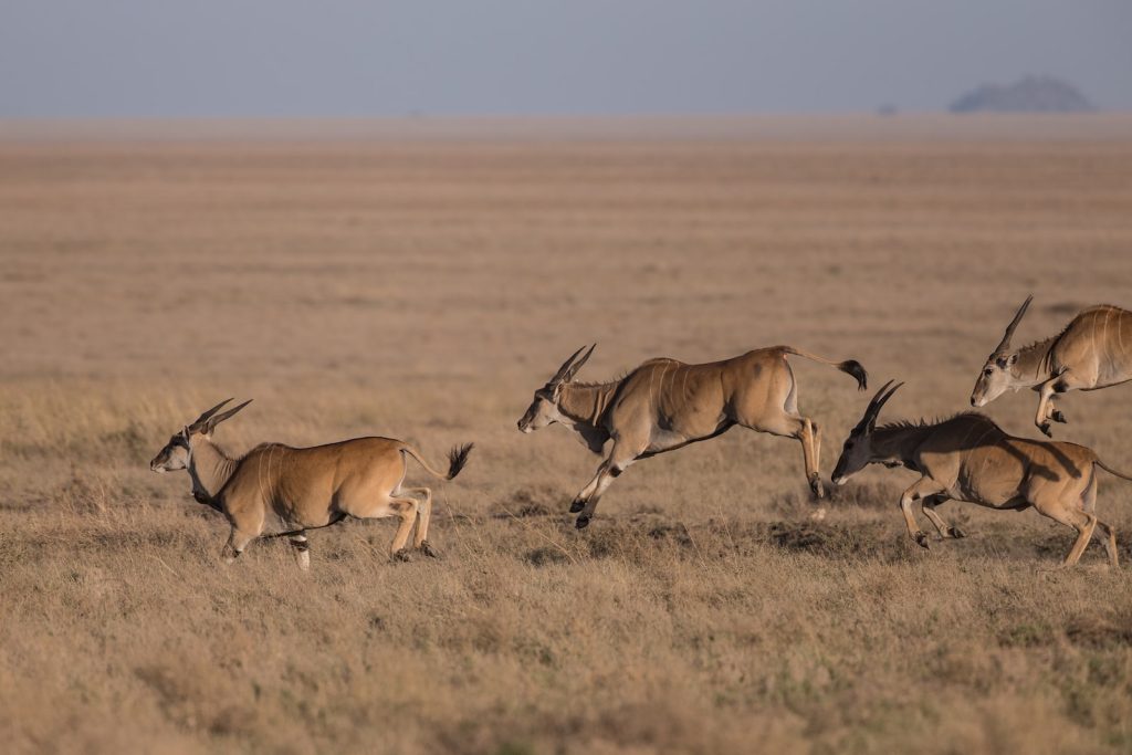 5-Day Luxury Safari with Two Nights Serengeti - Private