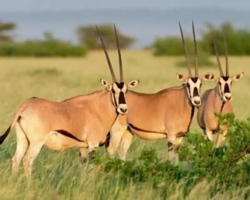 3 days wild wonders and natures of Awash National park tour