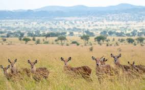 KIDEPO VALLEY LUXURY EXPERIENCE - The Shuttle Hospitality - Safarigo