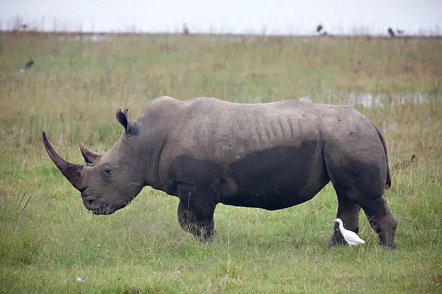 7 Days Luxury Tanzania Safari Calving Season