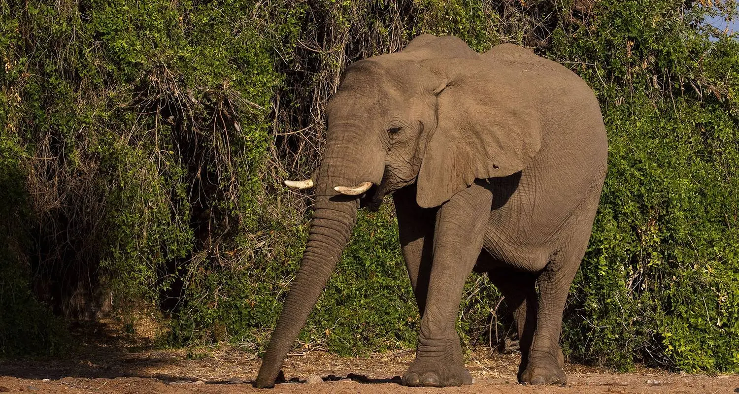 6-Day Luxury Tanzania Safari: Tarangire, Serengeti, Ngorongoro & Lake Manyara