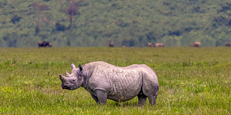 Serengeti Luxury Safari: 3 Days Fly-in, Fly-out from Zanzibar