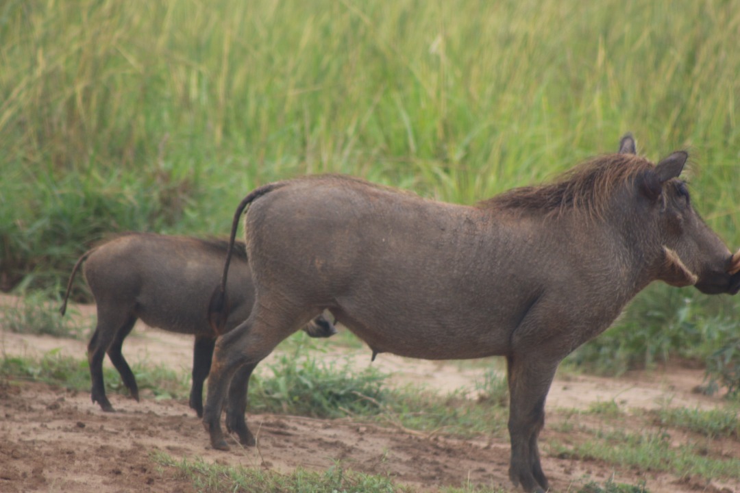 9-Day Gorilla and Wildlife Safari in Uganda and Tanzania