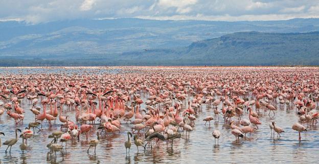 4 Day: Maasai Mara and Lake Nakuru | Budget Safari