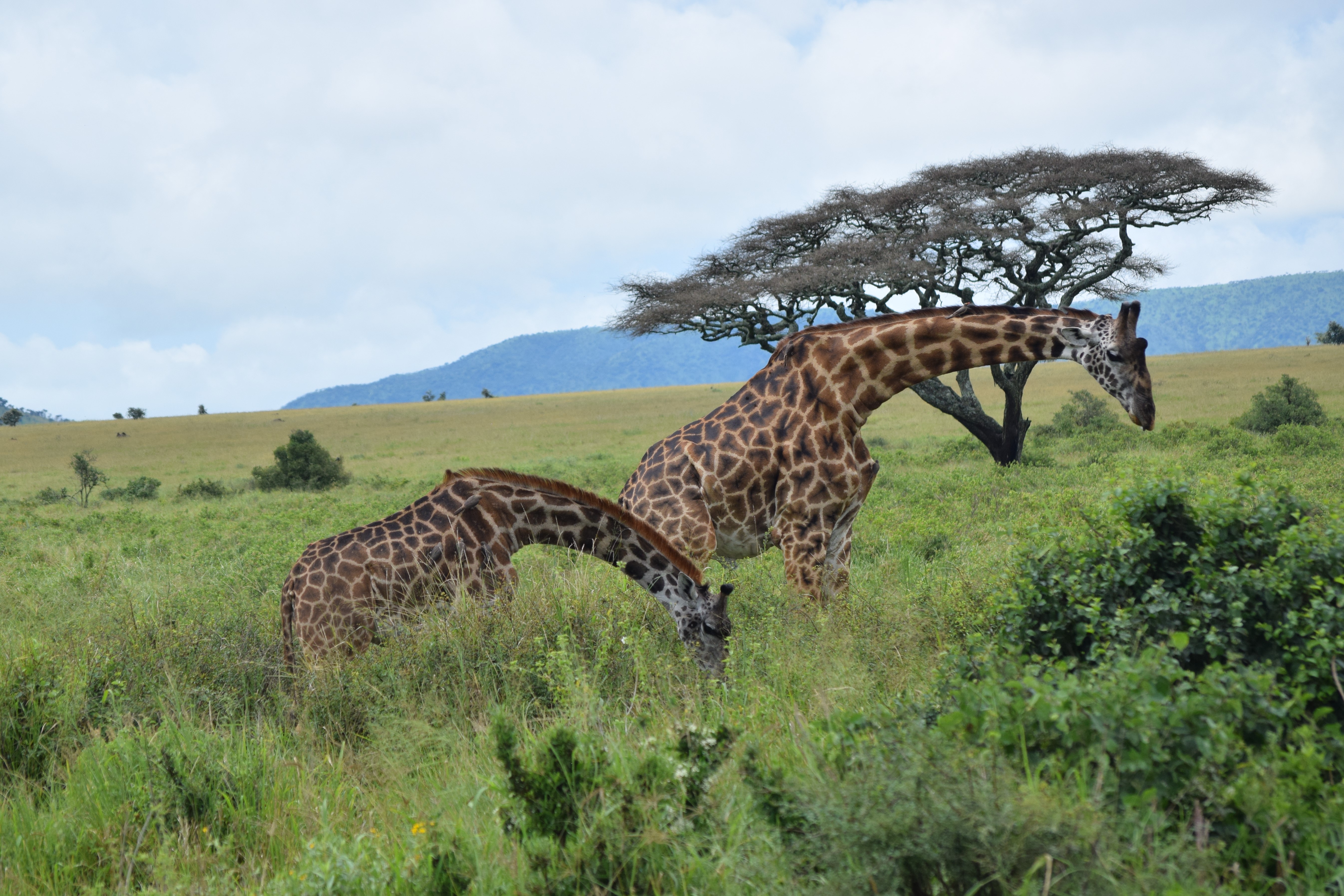 5-Day Classic Tanzania Safari: Tarangire, Serengeti & Ngorongoro Crater