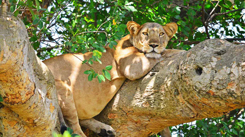 8-Day kibale NP，Queen Elizabeth NP，Ishasha，Bwindi，Lake Bunyonyi，Lake Mburo