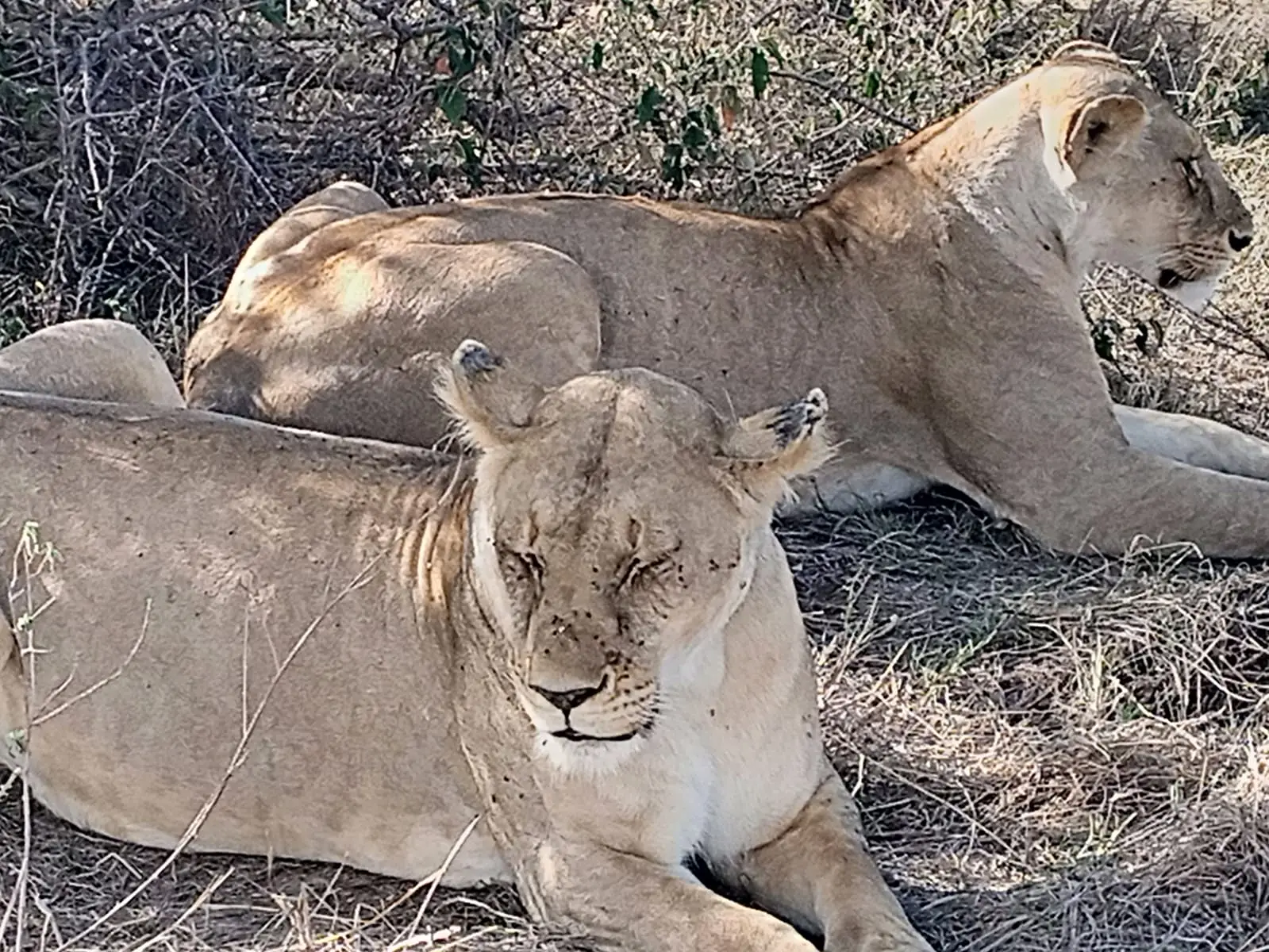 4-Day Samburu & Ol Pejeta, Sweetwaters