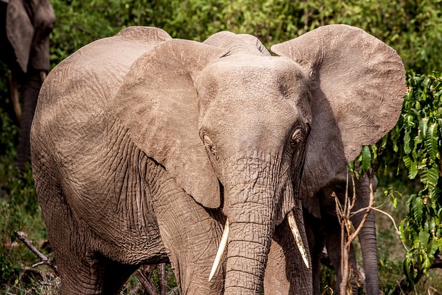 1-DAY LAKE MANYARA PARK ADVENTURE