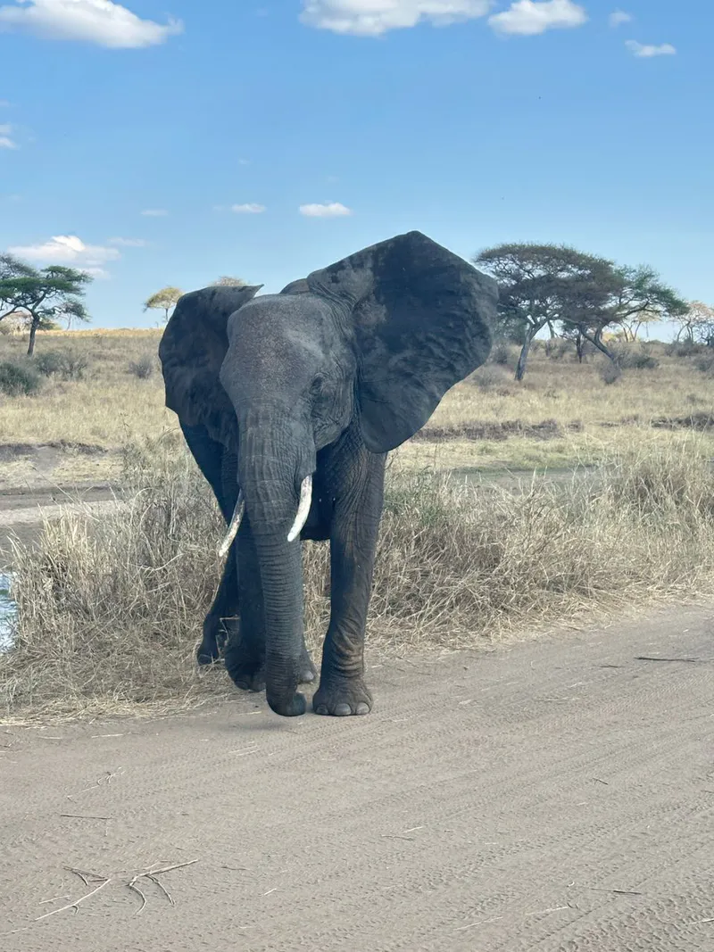 3-Day Fly-In Ruaha & Mikumi Safari from Zanzibar