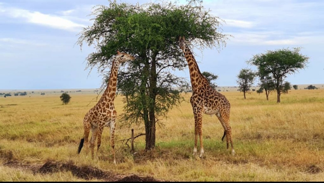 3 Days Tanzania Safari