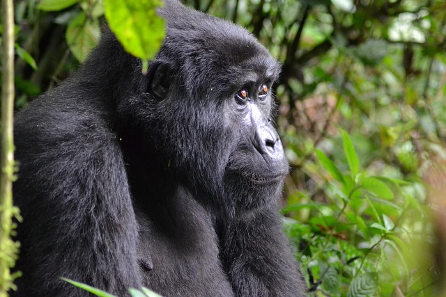 5 Day Bwindi Gorilla Experience
